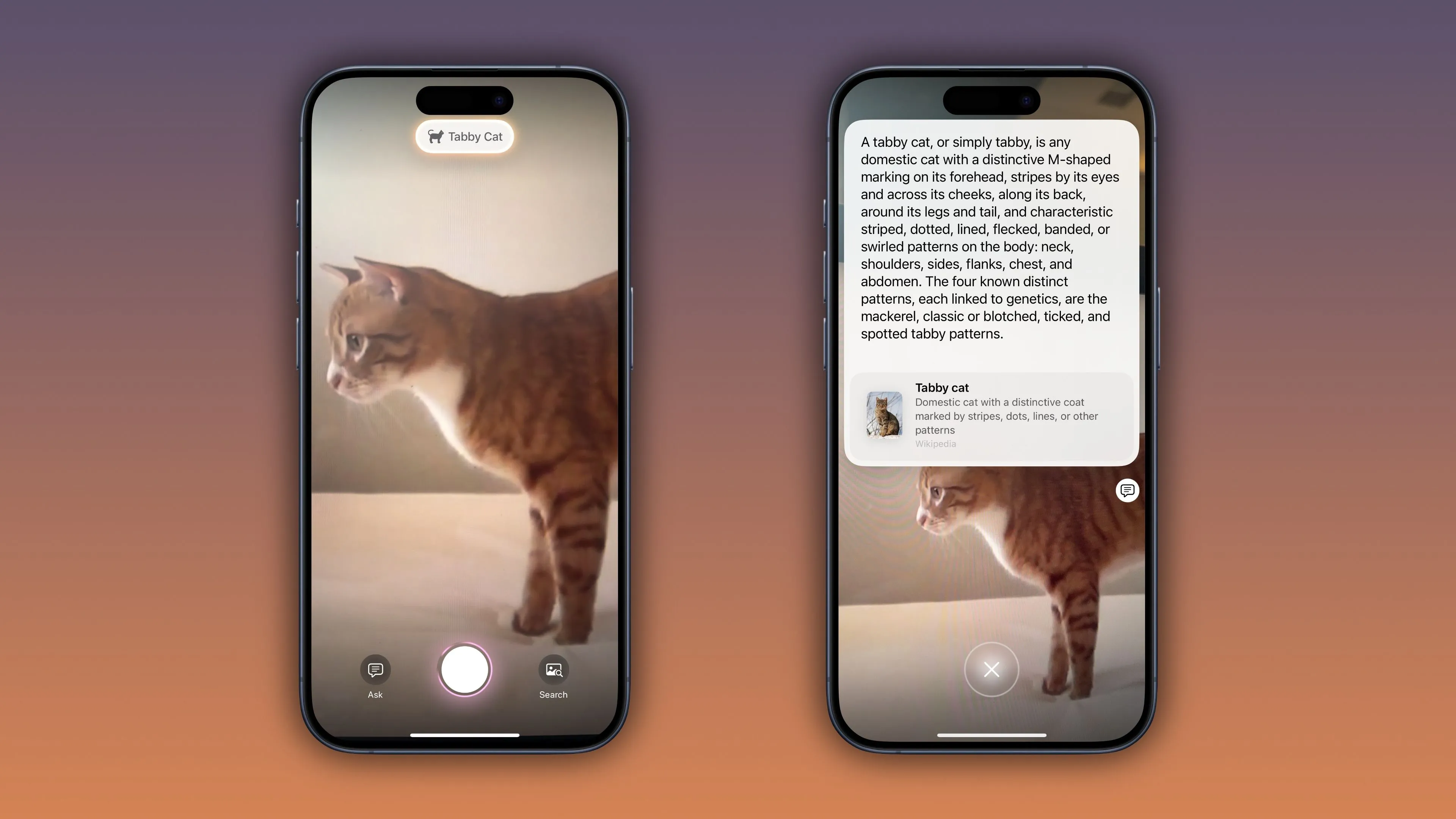 Ví dụ nhận diện mèo Tabby bằng Visual Intelligence trên iOS 18.3